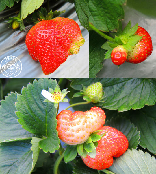 莓圃觀光休閒農園：作伙來企投【台北內湖･莓圃休閒觀光農園】庭園咖啡吃草莓料理