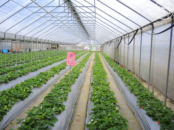 莓圃觀光休閒農園：作伙來企投【台北內湖･莓圃休閒觀光農園】庭園咖啡吃草莓料理