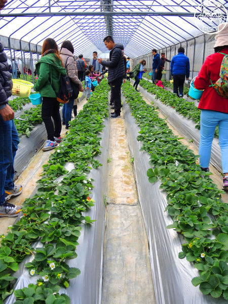 莓圃觀光休閒農園：作伙來企投【台北內湖･莓圃休閒觀光農園】庭園咖啡吃草莓料理