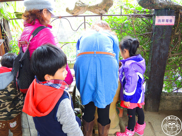 莓圃觀光休閒農園：作伙來企投【台北內湖･莓圃休閒觀光農園】庭園咖啡吃草莓料理