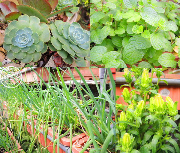 莓圃觀光休閒農園：作伙來企投【台北內湖･莓圃休閒觀光農園】庭園咖啡吃草莓料理