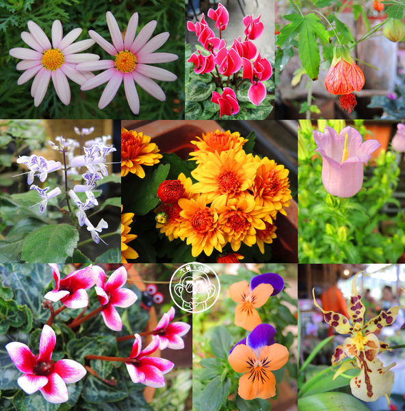 莓圃觀光休閒農園：作伙來企投【台北內湖･莓圃休閒觀光農園】庭園咖啡吃草莓料理