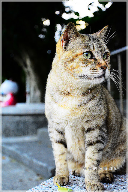 猴硐貓村：【新北】瑞芳區。猴硐車站 猴硐貓村