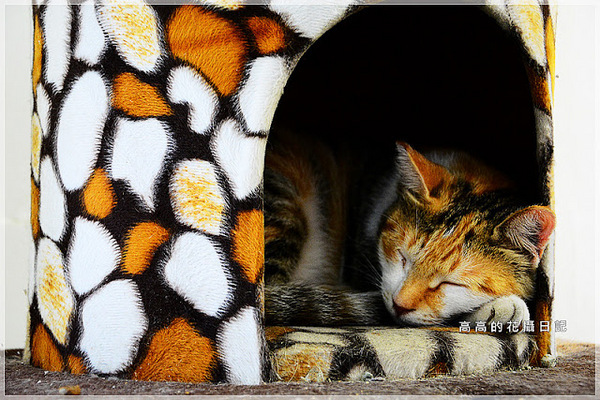 猴硐貓村：【新北】瑞芳區。猴硐車站 猴硐貓村