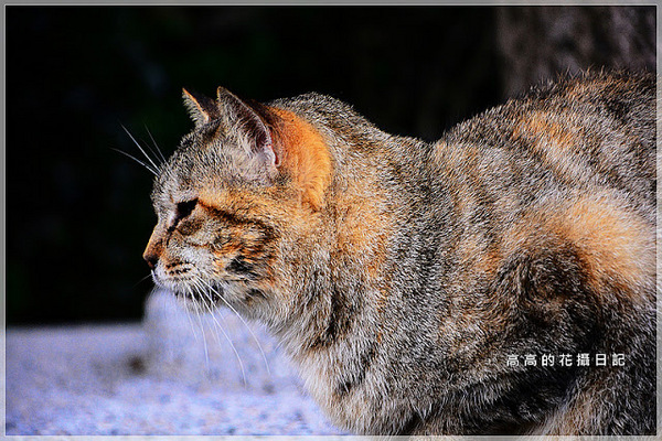 猴硐貓村：【新北】瑞芳區。猴硐車站 猴硐貓村