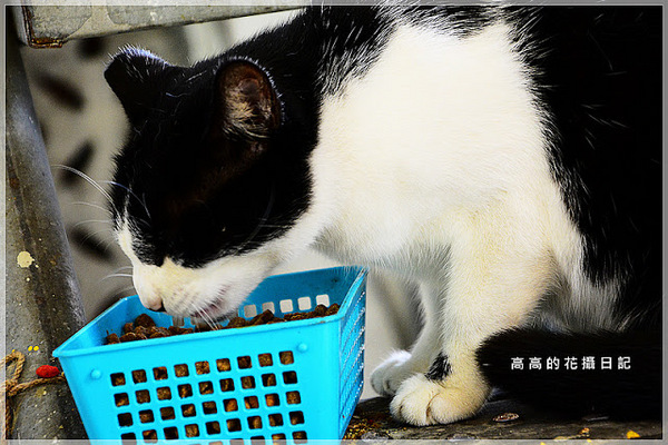 猴硐貓村：【新北】瑞芳區。猴硐車站 猴硐貓村