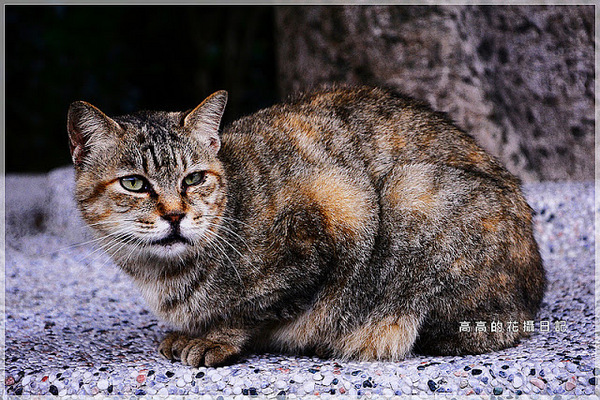 猴硐貓村：【新北】瑞芳區。猴硐車站 猴硐貓村