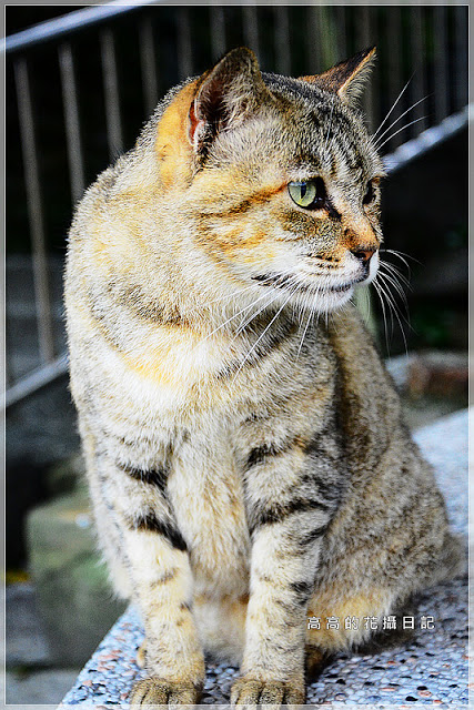猴硐貓村：【新北】瑞芳區。猴硐車站 猴硐貓村