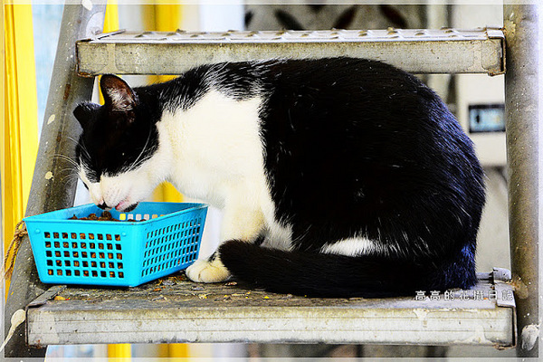 猴硐貓村：【新北】瑞芳區。猴硐車站 猴硐貓村