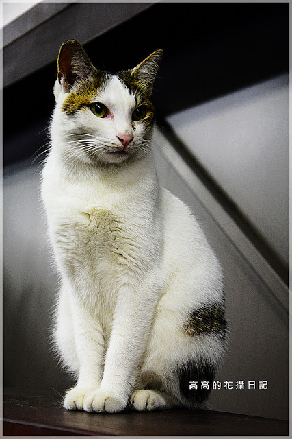 猴硐貓村：【新北】瑞芳區。猴硐車站 猴硐貓村