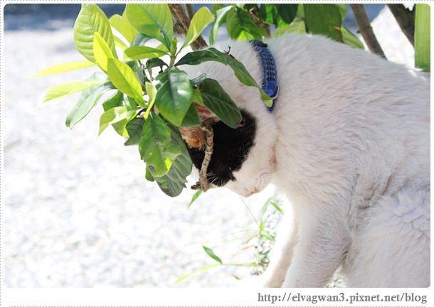 鐵道一日遊-平溪線鐵道之旅-猴硐車站-貓村-貓掌屋-小彩繪村-煤礦博物園區-貓咪鳳梨酥-Hou Tong-黑鼻-平溪天燈節-十分車站-天燈-孔明燈-四色天燈-十分老街-靜安吊橋-十分瀑布-眼鏡洞-榕樹下米粉湯-胡家天燈-元宵節-12-237-1