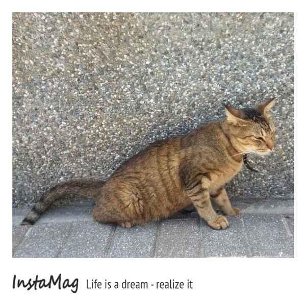 猴硐貓村：【新北市景點】打造完美的貓境物語~猴硐貓村