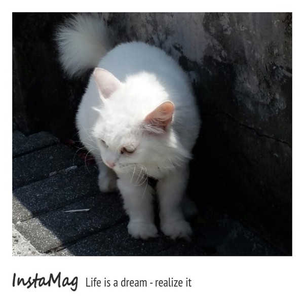 猴硐貓村：【新北市景點】打造完美的貓境物語~猴硐貓村