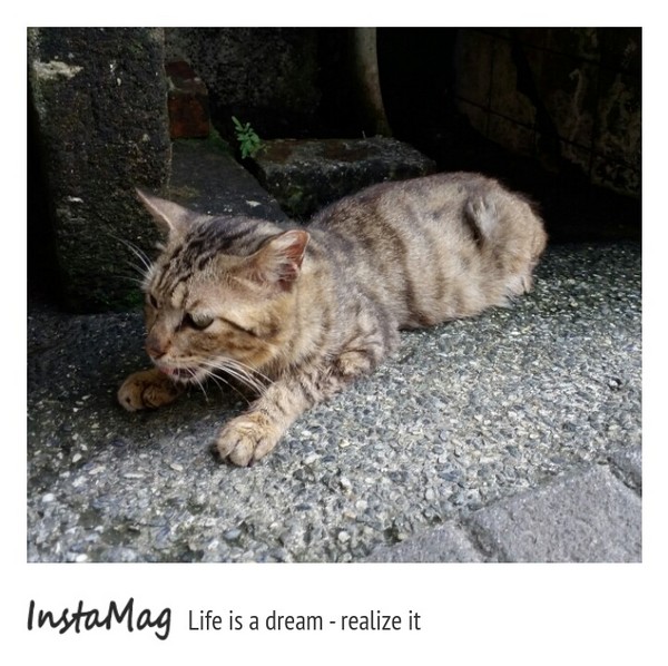 猴硐貓村：【新北市景點】打造完美的貓境物語~猴硐貓村