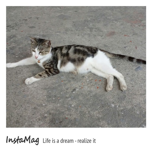 猴硐貓村：【新北市景點】打造完美的貓境物語~猴硐貓村