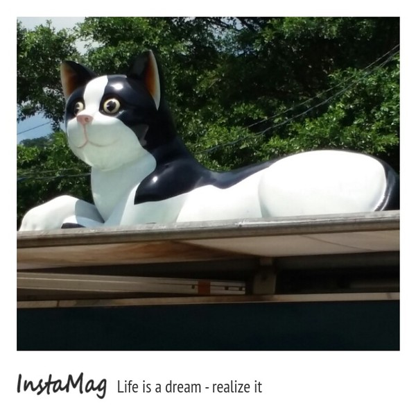 猴硐貓村：【新北市景點】打造完美的貓境物語~猴硐貓村