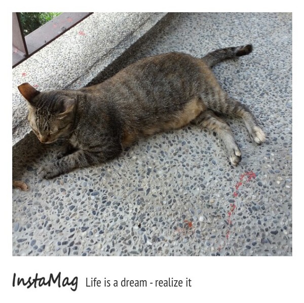 猴硐貓村：【新北市景點】打造完美的貓境物語~猴硐貓村