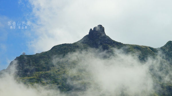 茶壺山芒花