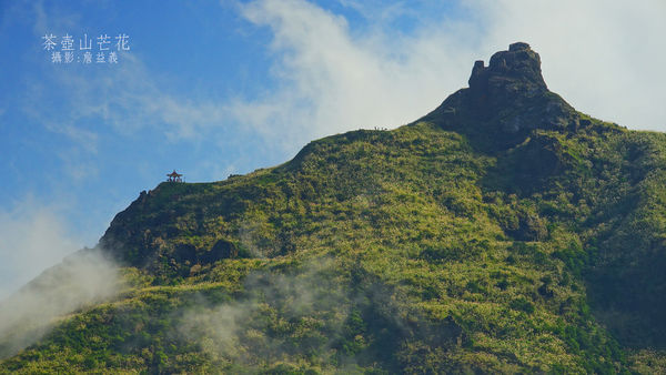 茶壺山芒花