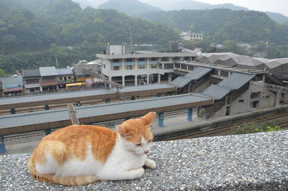 猴洞貓村44