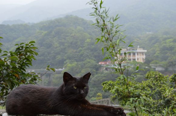 猴洞貓村32