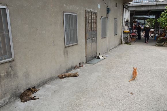 猴洞貓村38