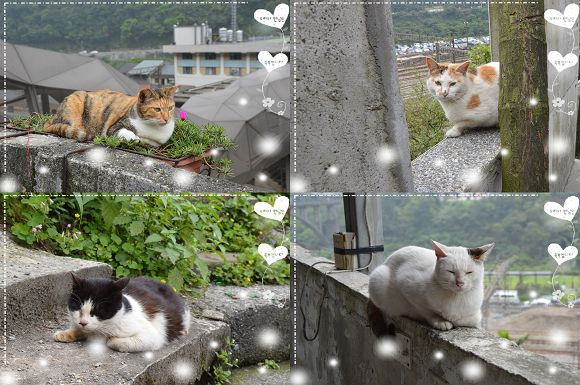 猴洞貓村74