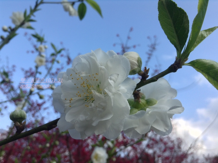 3木柵老泉里杏花林.望遠亭