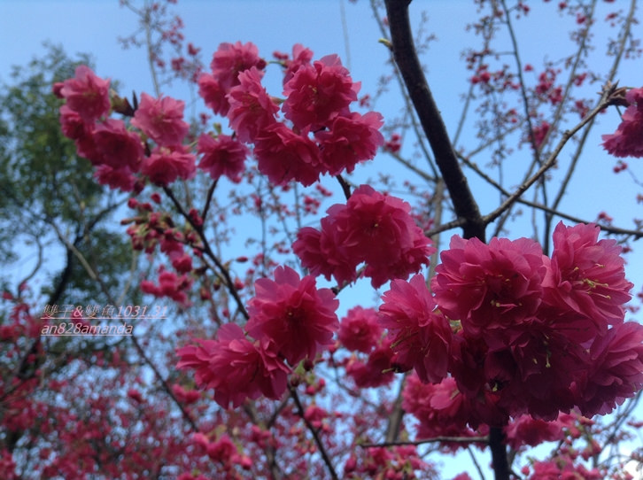 2木柵老泉里杏花林.望遠亭