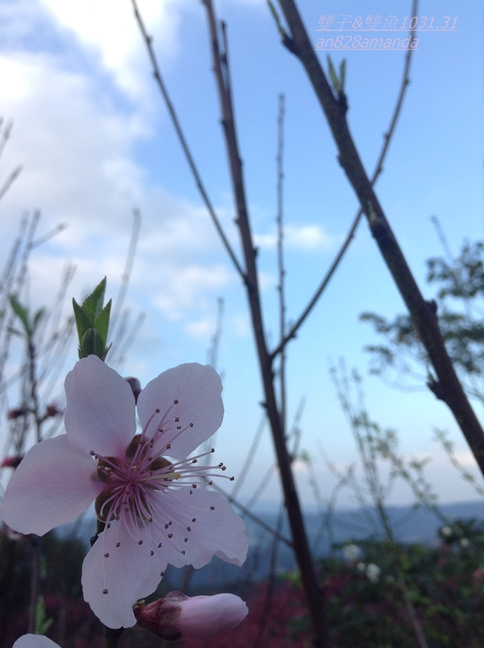 15木柵老泉里杏花林.望遠亭