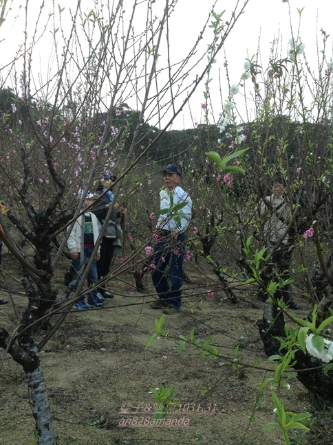 14木柵老泉里杏花林.望遠亭