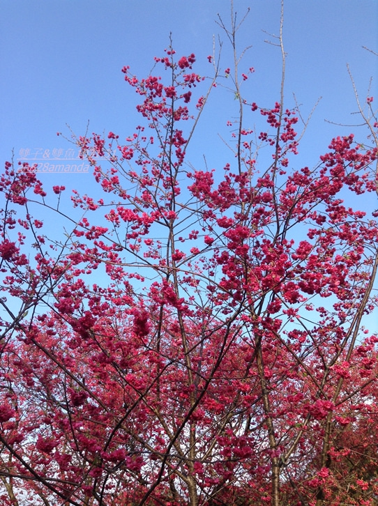 1木柵老泉里杏花林.望遠亭