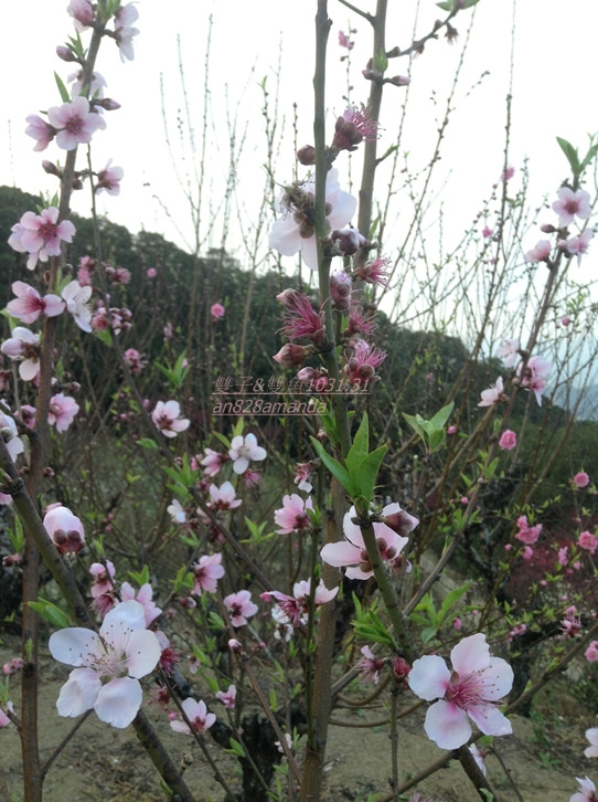 7木柵老泉里杏花林.望遠亭