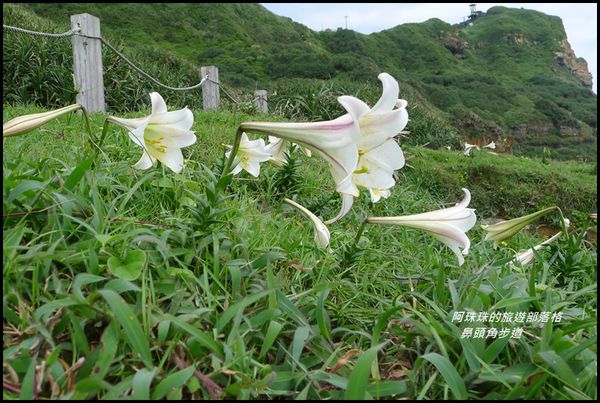 鼻頭角步道71.JPG