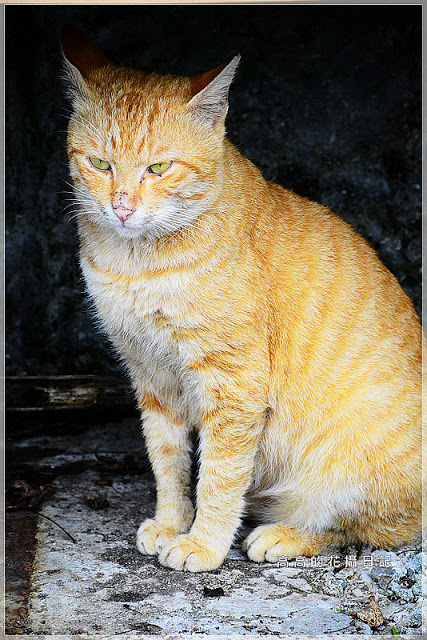 十分車站:【新北】平溪區。十分車站 十分老街