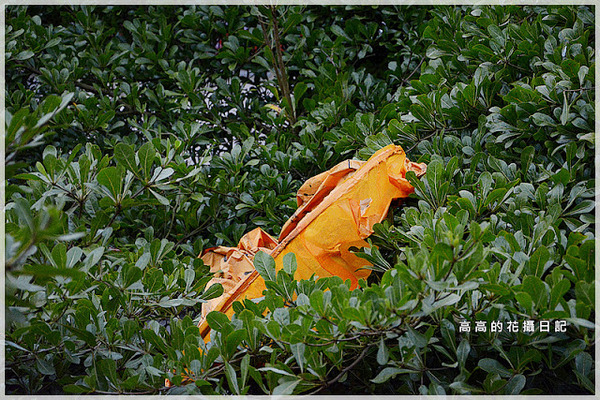 十分車站:【新北】平溪區。十分車站 十分老街