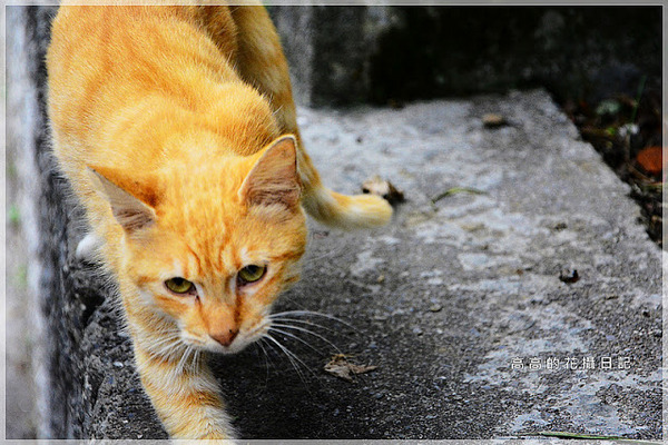 十分車站:【新北】平溪區。十分車站 十分老街