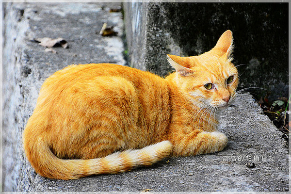 十分車站:【新北】平溪區。十分車站 十分老街