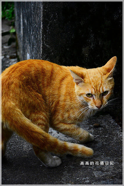 十分車站:【新北】平溪區。十分車站 十分老街