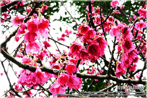 石底大斜坑:【新北】平溪區。菁桐煤礦紀念公園 石底大斜坑