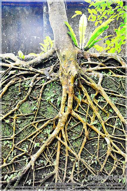 石底大斜坑:【新北】平溪區。菁桐煤礦紀念公園 石底大斜坑