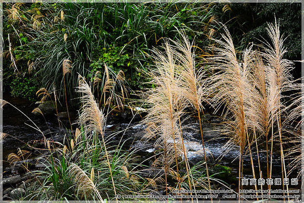 菁桐老街:【新北】平溪區。菁桐老街 溫泉商店 日式宿舍群 太子賓館 白石社區