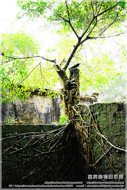 石底大斜坑:【新北】平溪區。菁桐煤礦紀念公園 石底大斜坑