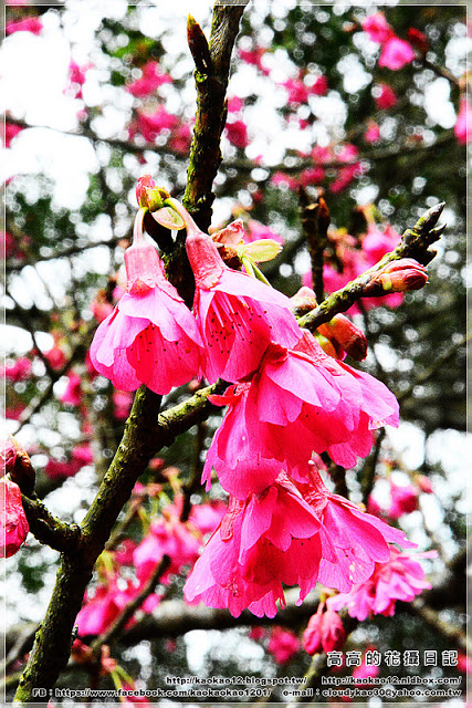 石底大斜坑:【新北】平溪區。菁桐煤礦紀念公園 石底大斜坑