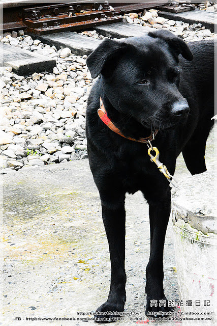 菁桐老街:【新北】平溪區。菁桐老街 溫泉商店 日式宿舍群 太子賓館 白石社區