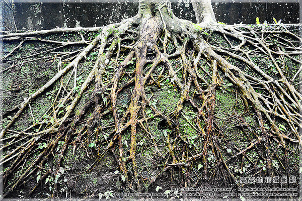 石底大斜坑:【新北】平溪區。菁桐煤礦紀念公園 石底大斜坑