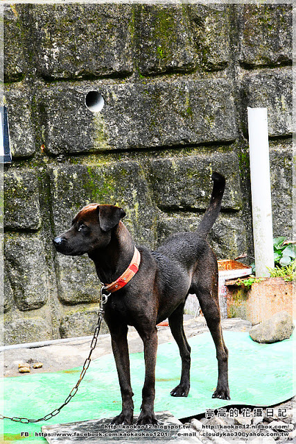 菁桐老街:【新北】平溪區。菁桐老街 溫泉商店 日式宿舍群 太子賓館 白石社區