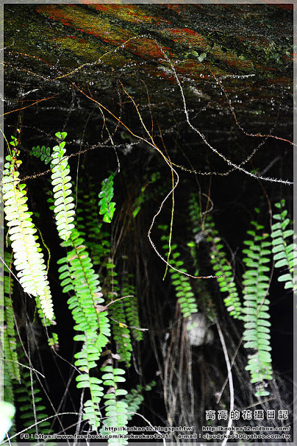 石底大斜坑:【新北】平溪區。菁桐煤礦紀念公園 石底大斜坑