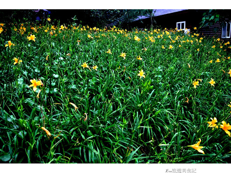 沐心泉休閒農場：【遊記】oO。o○。台中　新社　沐心泉休閒農場　愛情花　金針花　百子蓮　油桐花　螢火蟲　櫻花　一年四季都有不同的美景，來台中不可以錯過的好地方～　oO。o○。　