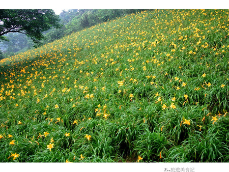 沐心泉休閒農場：【遊記】oO。o○。台中　新社　沐心泉休閒農場　愛情花　金針花　百子蓮　油桐花　螢火蟲　櫻花　一年四季都有不同的美景，來台中不可以錯過的好地方～　oO。o○。　